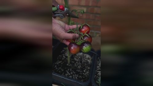 收获美味的小番茄