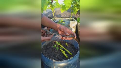 又学会一个种植小妙招