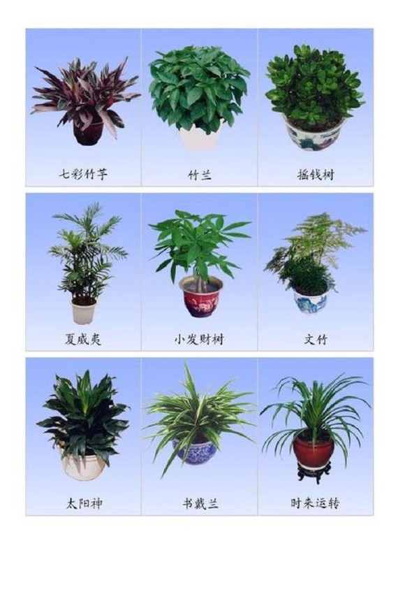 长见家庭绿植种类 - 家养绿植品种大全