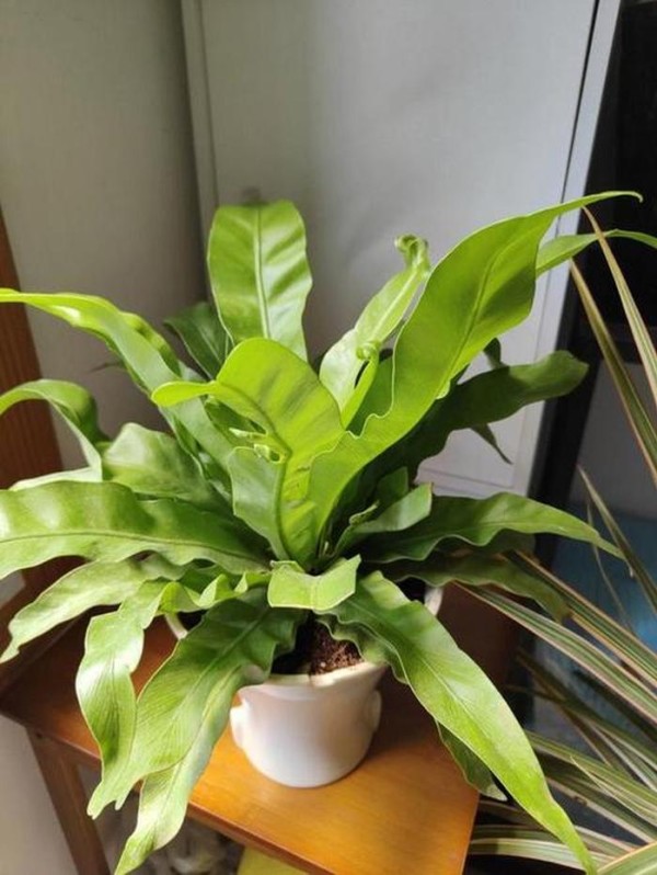 长见家庭绿植种类 - 家养绿植品种大全