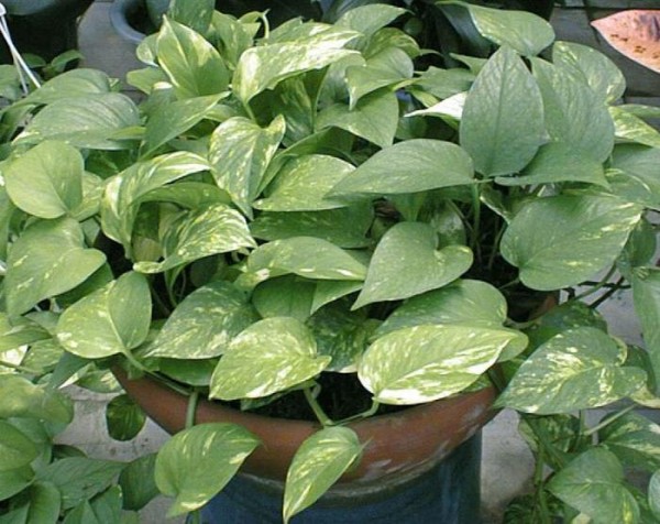 常见家庭绿植有哪些，家庭绿植名称大全图片