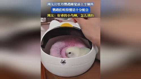 网友让牡丹鹦鹉睡觉前上个厕所，鹦鹉们听得懂话十分配合