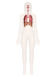 The Respiratory System