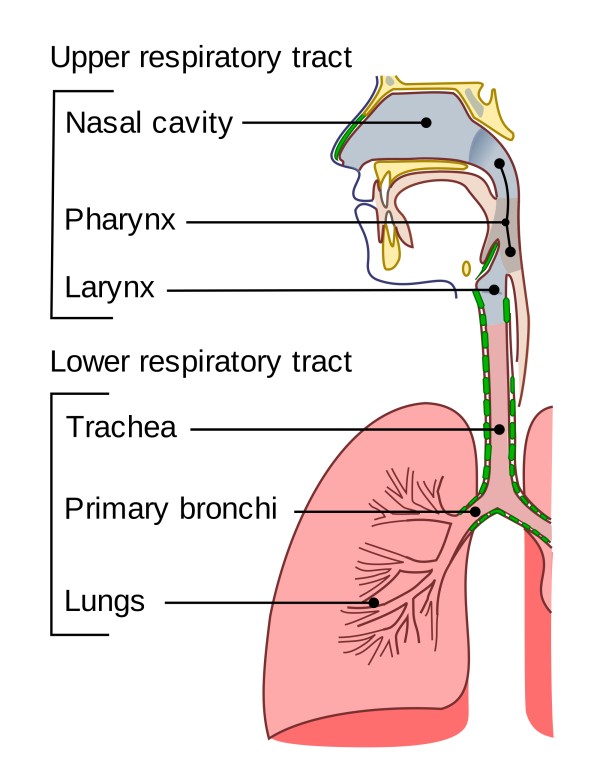 13.2.2 Respiratory Tract