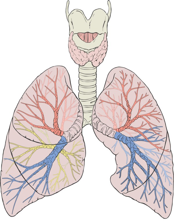 13.2.5 Branching in the lower respiratory tract