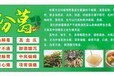 湘西野生粉葛干粉葛地摊粉葛展会粉葛粉葛批发