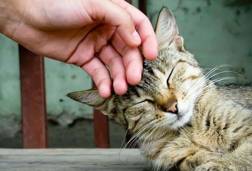 猫咪挠家具?巧用家具保护套,防挠痕一劳永逸。