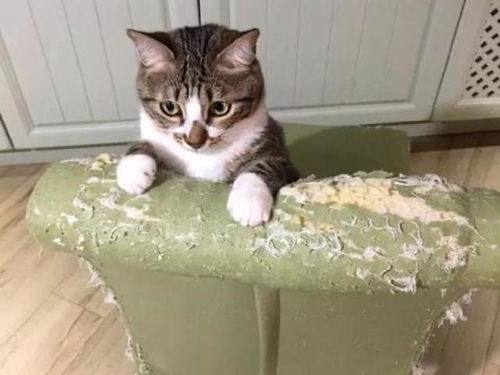 猫咪挠家具?巧用家具保护套,防挠痕一劳永逸。