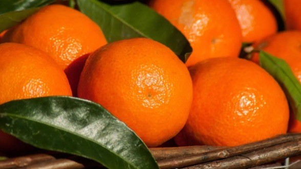 网络图片(侵删)