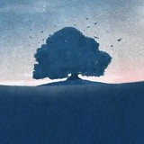 矮脚金渐层