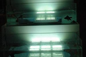 神奇防水LED灯 能放水族箱里照明(图)