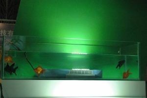 神奇防水LED灯 能放水族箱里照明(图)