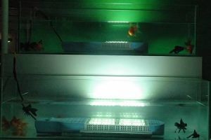 神奇防水LED灯 能放水族箱里照明(图)