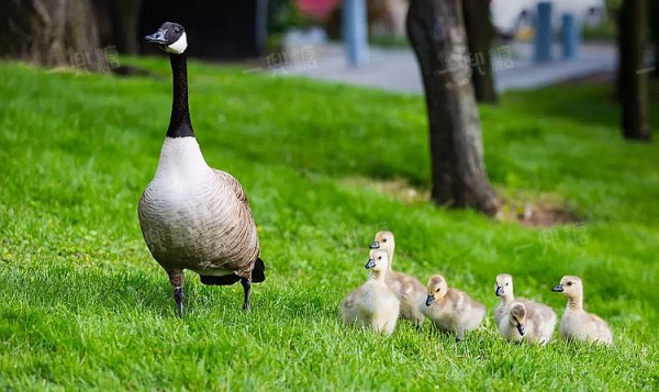 6183b0310f874.jpg!b710