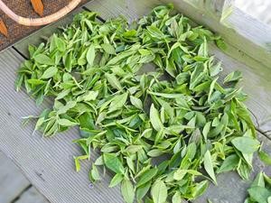家庭自制红茶(保姆级教程)的做法 步骤3