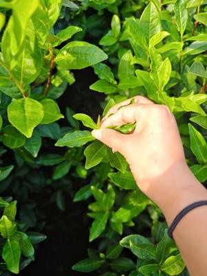 家庭自制红茶(保姆级教程)的做法 步骤2
