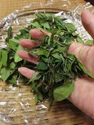 家庭自制红茶(保姆级教程)的做法 步骤6