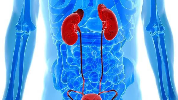 糖尿病肾病可以吃植物蛋白吗