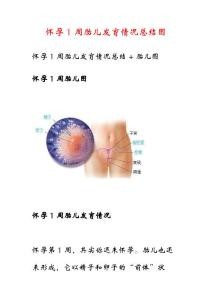 怀孕1周胎儿发育情况总结图