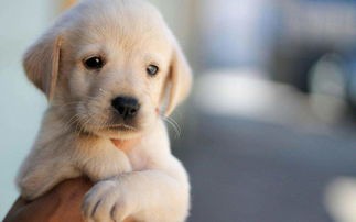 狗狗除味秘籍:天然除味剂+定期洗澡,如何让爱犬香气袭人?