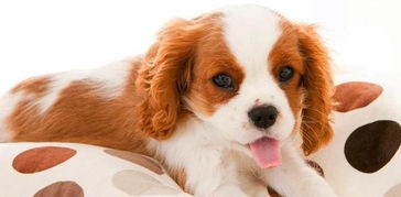 宠物除味秘籍:轻松让爱犬香喷喷!