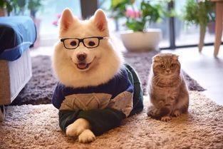 宠物除味秘籍:轻松让爱犬香喷喷!