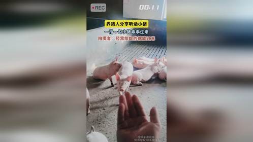 养猪人分享听话小猪，一指一勾小猪乖乖过来，拍摄者：经常给吃的就能过来