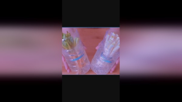 矿泉水瓶种香菜