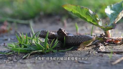 脸上没肉就凶？动物界的“颜值”与“凶度”大揭秘