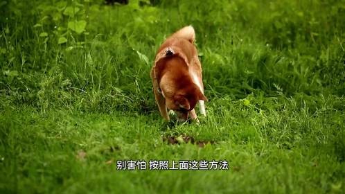 玩笑变“惊吓”！被温顺狗子突袭咋破局？