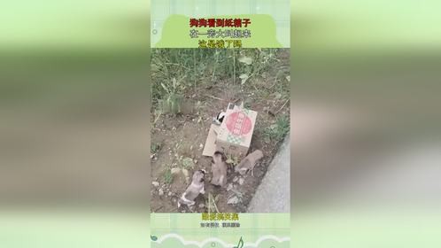 狗狗看到纸箱子，在一旁大叫起来，这是饿了吗！