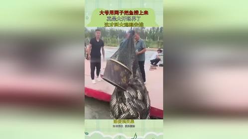 大爷用网子把鱼捞上来，真是大开眼界了，这才叫大鸡腿安排！