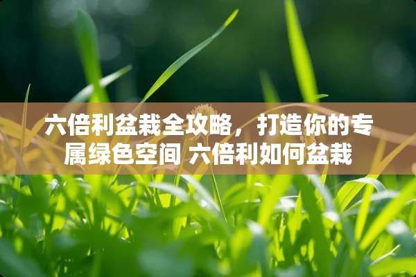 六倍利盆栽全攻略，打造你的专属绿色空间 六倍利如何盆栽