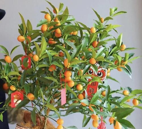 绿色世界——探索自然之美（探索植物世界中的绿色秘密）