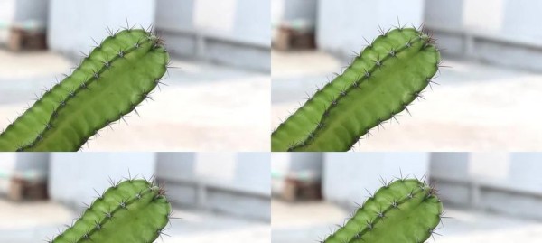 绿色世界——探索自然之美（探索植物世界中的绿色秘密）