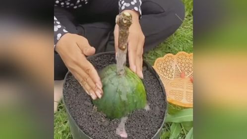 奇葩的芒果种植
