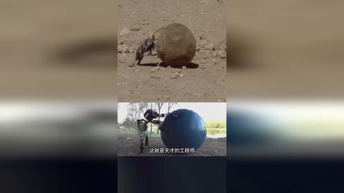 蜣螂原理应用于机器人设计 蜣螂原理应用于机器人设计