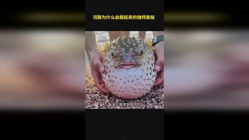 河豚为什么会鼓起来的独特奥秘 河豚为什么会鼓起来的独特奥秘