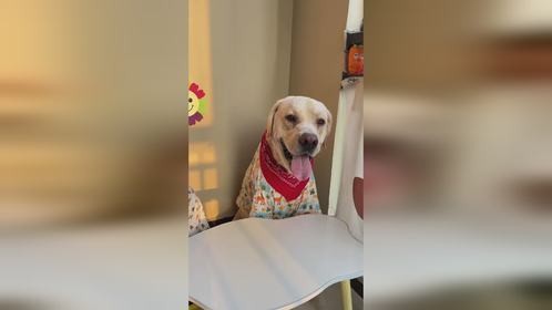 好心帮狗子热下鸡蛋，它还不领情