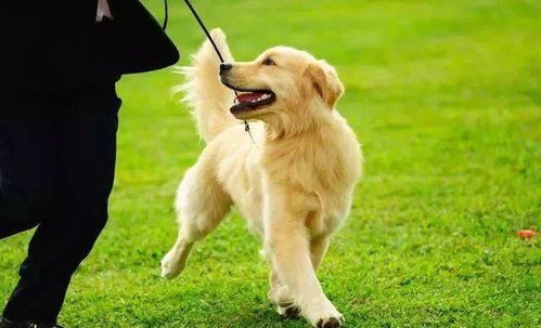 “金毛犬饮食指南，营养搭配秘籍！”