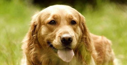 “金毛犬饮食指南，营养搭配秘籍！”