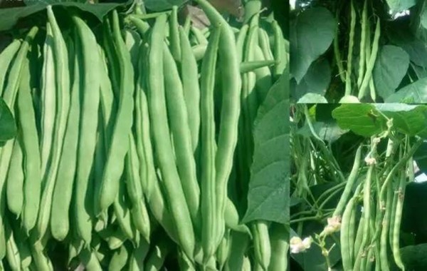 四季豆特写
