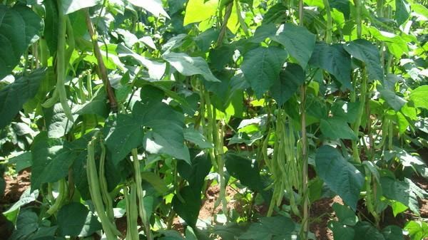 四季豆田间生长实景