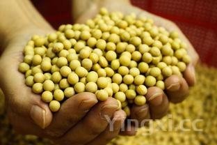 营养最好的豆子排名，十大豆类营养排名