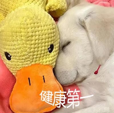 拉布拉多皮肤病克星：宠物主人必看的护理秘籍