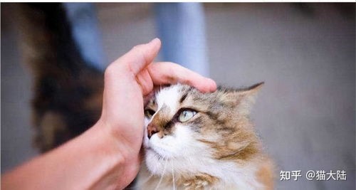 母猫产仔护理全攻略,新手必读!