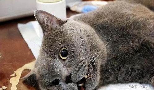 母猫产仔护理全攻略,新手必读!