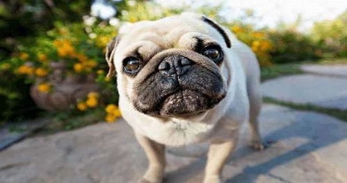 巴哥犬美容技巧:宠物毛发护理秘籍