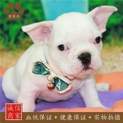 宠物美容:斗牛犬护理秘籍