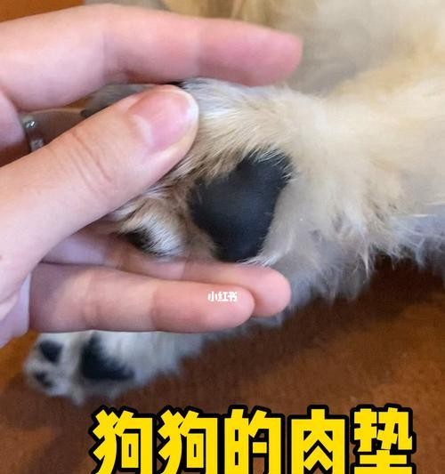 宠物狗狗肉垫护理全攻略（15个要点让你的狗狗远离肉垫问题）